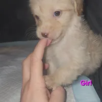 Blondie girl, a female Chipoo for sale in Austin, TX – Photo 4 of 4