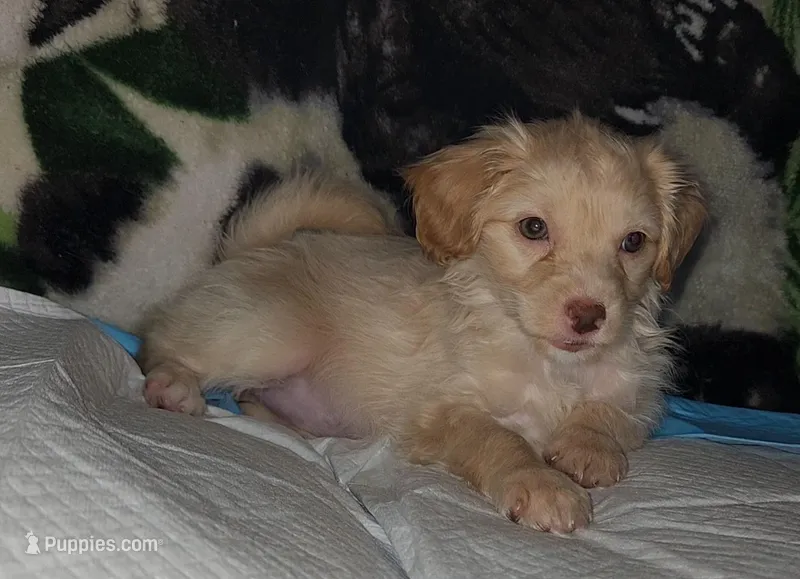 Blondie girl – Chipoo puppy for sale in Austin, TX