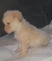 Blondie girl, a female Chipoo for sale in Austin, TX – Photo 2 of 4