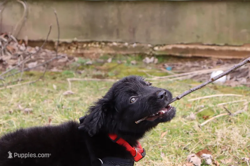 Shadow – Australian Cattle Dog, Labrador Retriever puppy for sale in New Castle, DE