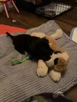 Shadow, a male Australian Cattle Dog and Labrador Retriever for sale in New Castle, DE – Photo 4 of 5