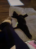 Shadow, a male Australian Cattle Dog and Labrador Retriever for sale in New Castle, DE – Photo 3 of 5