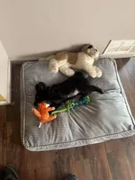 Shadow, a male Australian Cattle Dog and Labrador Retriever for sale in New Castle, DE – Photo 2 of 5