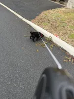 Shadow, a male Australian Cattle Dog and Labrador Retriever for sale in New Castle, DE – Photo 5 of 5