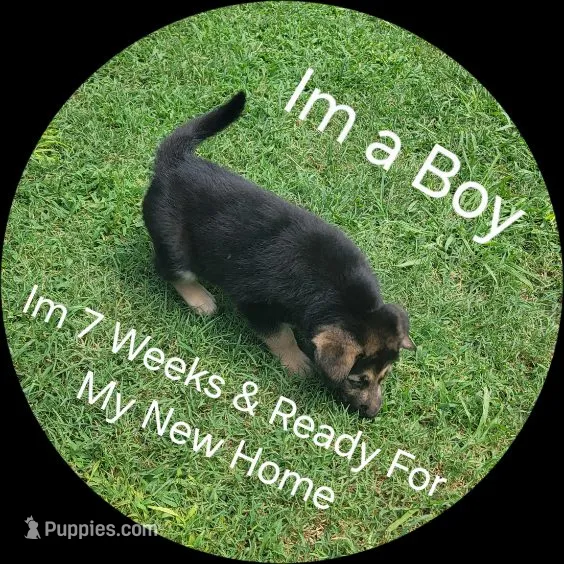 Puppy # 5 – German Shepherd Dog puppy for sale in Kodak, TN