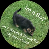 Puppy # 5, a male German Shepherd Dog for sale in Kodak, TN – 1 of 1