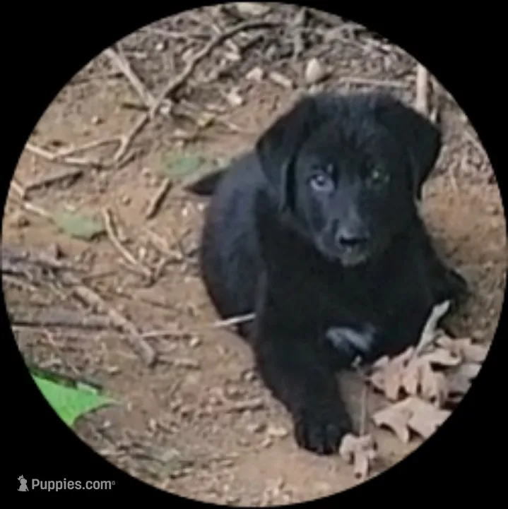 Puppy #4 – German Shepherd Dog puppy for sale in Kodak, TN