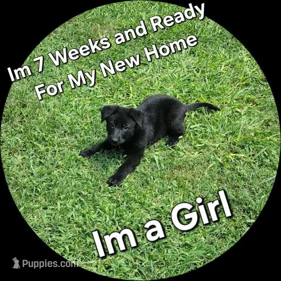 Puppy #1  – German Shepherd Dog puppy for sale in Kodak, TN