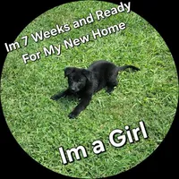 Puppy #1 , a female German Shepherd Dog for sale in Kodak, TN – 1 of 1