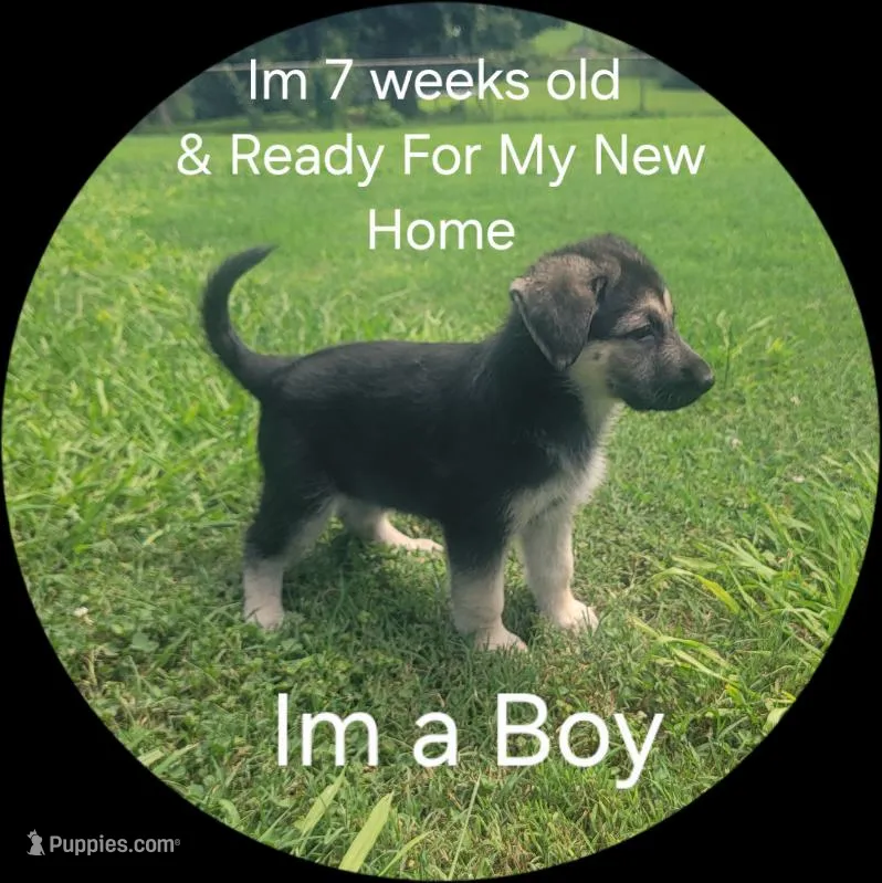 Puppy #3 – German Shepherd Dog puppy for sale in Kodak, TN