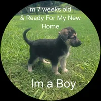 Puppy #3, a male German Shepherd Dog for sale in Kodak, TN – 1 of 1