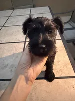 Unnamed, a female Miniature Schnauzer for sale in Chino Hills, CA – 2 of 4
