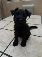Unnamed, a female Miniature Schnauzer for sale in Chino Hills, CA – 3 of 4