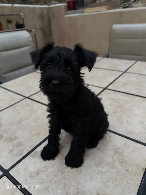 Unnamed – Miniature Schnauzer puppy for sale in Chino Hills, CA