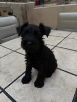Unnamed, a female Miniature Schnauzer for sale in Chino Hills, CA – 1 of 4