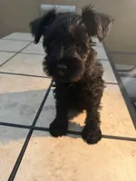 Unnamed, a female Miniature Schnauzer for sale in Chino Hills, CA – 4 of 4