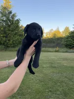 Teal, a male Goldador for sale in Longview, WA – 4 of 7