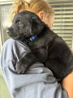 Scout, a male Goldador for sale in Longview, WA – 3 of 4