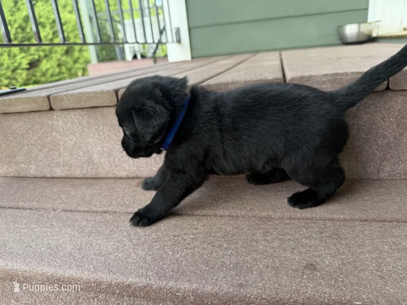 Scout – Goldador puppy for sale in Longview, WA