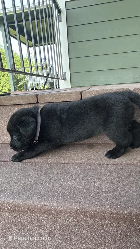 Zoey – Goldador puppy for sale in Longview, WA