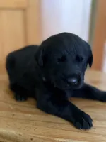 Leo, a male Goldador for sale in Longview, WA – 3 of 4