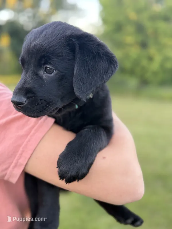 Teal – Goldador puppy for sale in Longview, WA