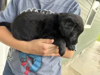 Scout, a male Goldador for sale in Longview, WA – 4 of 4