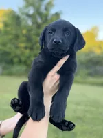 Teal, a male Goldador for sale in Longview, WA – 2 of 7