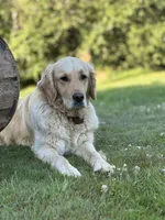 Teal, a male Goldador for sale in Longview, WA – 5 of 7