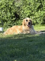 Teal, a male Goldador for sale in Longview, WA – 7 of 7