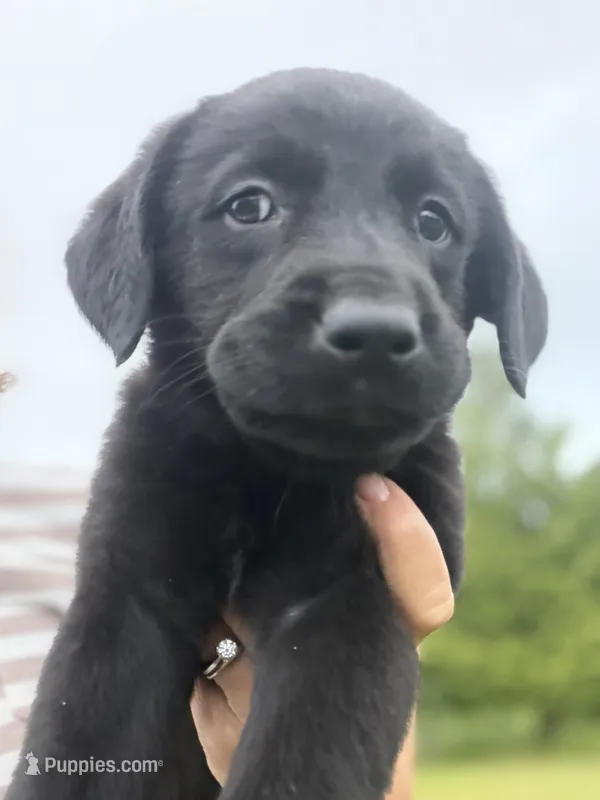 Leo – Goldador puppy for sale in Longview, WA