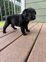 Penelope , a female Goldador for sale in Longview, WA – 2 of 2