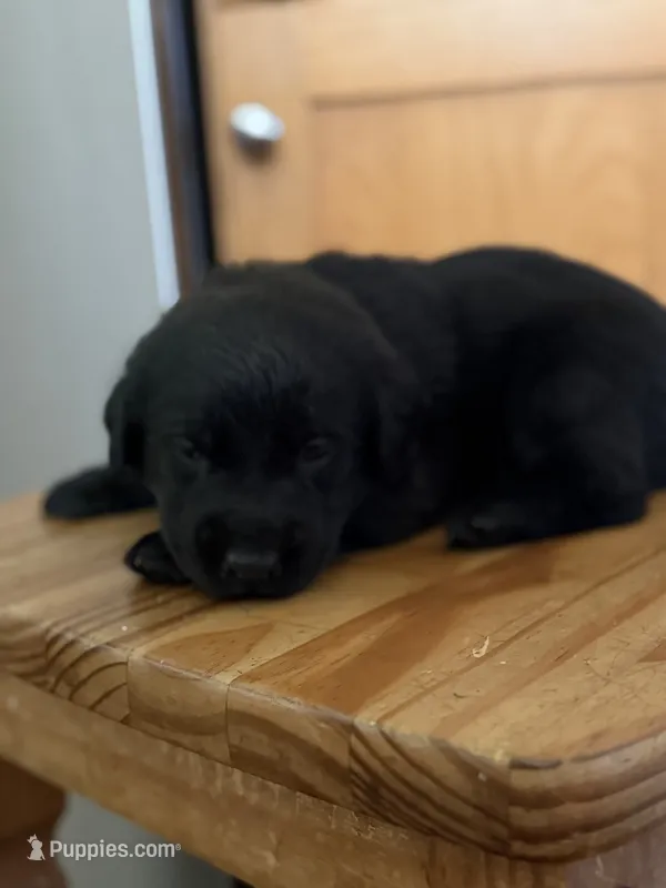 Leo – Goldador puppy for sale in Longview, WA