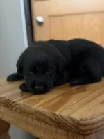 Leo, a male Goldador for sale in Longview, WA – 1 of 4