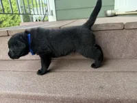 Scout, a male Goldador for sale in Longview, WA – 2 of 4