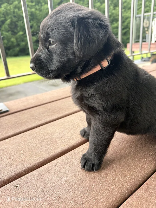 Penelope  – Goldador puppy on hold in Longview, WA