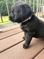 Penelope , a female Goldador for sale in Longview, WA – 1 of 2