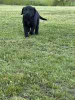 Teal, a male Goldador for sale in Longview, WA – 6 of 7