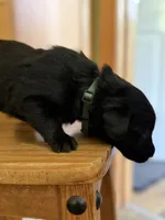 Leo, a male Goldador for sale in Longview, WA – 4 of 4