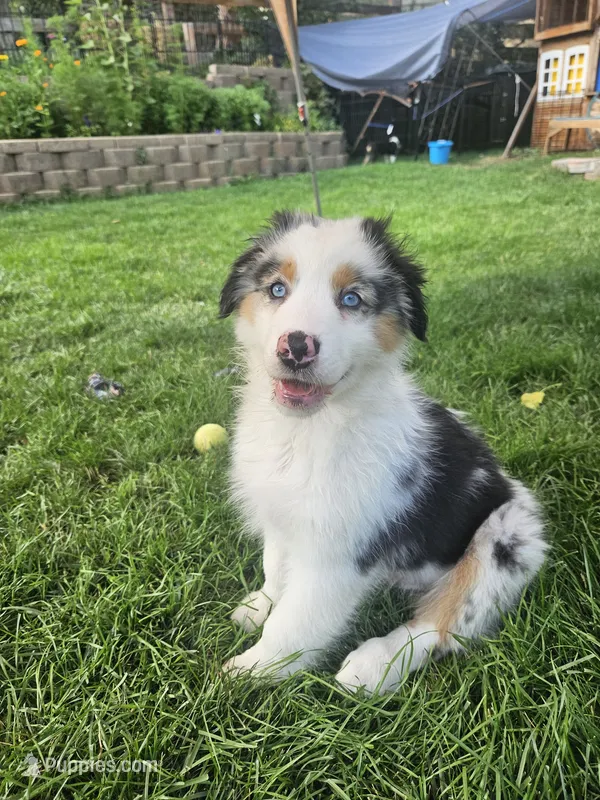 Patch – Australian Shepherd puppy for sale in Littleton, CO