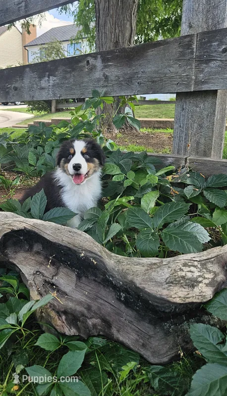 Mac – Australian Shepherd puppy for sale in Littleton, CO