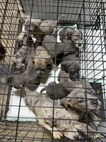Pups , a male Great Dane and Cane Corso for sale in Indianapolis, IN – 3 of 10