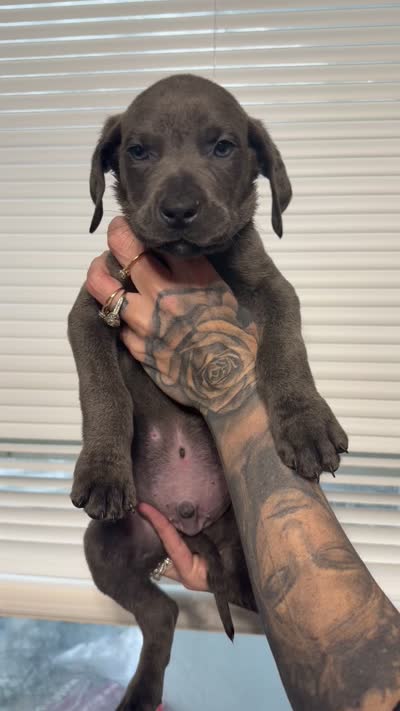 Booker , a male Great Dane and Cane Corso for sale in Indianapolis, IN – 1 of 1