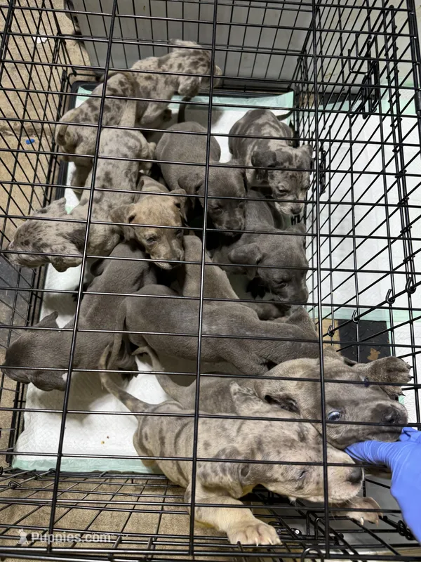 Pups  – Great Dane, Cane Corso puppy for sale in Indianapolis, IN