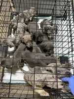 Pups , a male Great Dane and Cane Corso for sale in Indianapolis, IN – 1 of 10