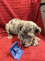 Pups , a male Great Dane and Cane Corso for sale in Indianapolis, IN – 10 of 10