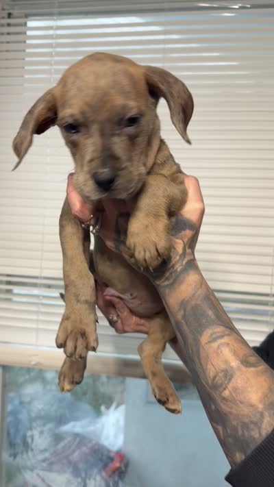 Dash , a male Great Dane and Cane Corso for sale in Indianapolis, IN – 1 of 1