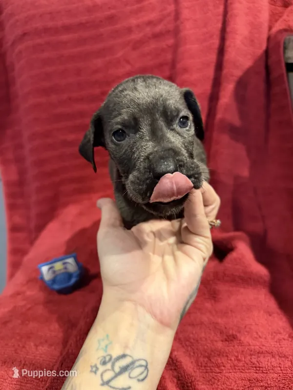 Tucker  – Great Dane, Cane Corso puppy for sale in Indianapolis, IN