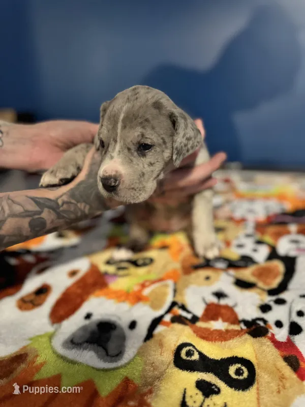 Lilly Jean  – Great Dane, Cane Corso puppy for sale in Indianapolis, IN