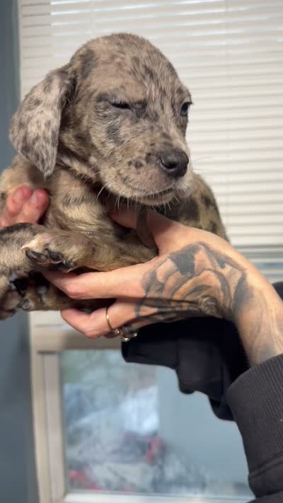 Bob , a male Great Dane and Cane Corso for sale in Indianapolis, IN – 1 of 1